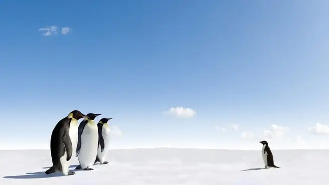 erp penguindata